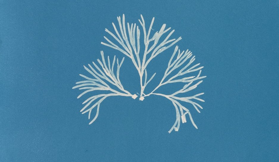 Photo by The New York Public Library